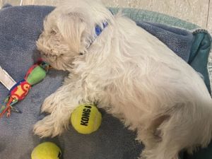 How Dogs Cry For Help: 3 Warning Signs Your Dogs Is Crying For Help