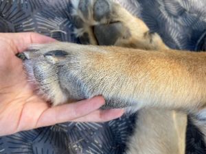 If Your Dog Licks His Feet He's In Danger