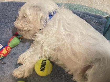 How Dogs Cry For Help: 3 Warning Signs Your Dogs Is Crying For Help