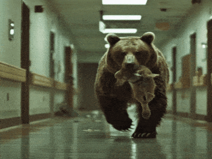 Bear Breaks Into Hospital – Nurse Cries at What It Brings in Its Mouth