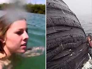 Baleine Commence à Faire Du Ram Diver, Elle Regarde En Bas Et Réalise Pourquoi