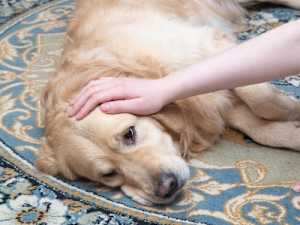How Dogs Cry For Help: 3 Warning Signs Your Dog Is Crying For Help