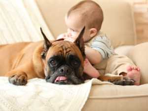3 Toxic Foods for Dogs: the One Meat You Should Never Feed Your Dog
