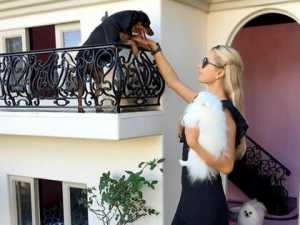 Paris Hilton Spent $325k on a Mansion for Her Dogs, Take a Look
