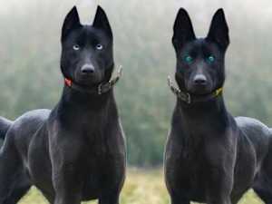 27 Breeds So Loyal Vets Call Them "Velcro Dogs"