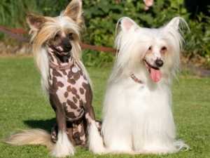 The Most Expensive Dog Breeds in the World