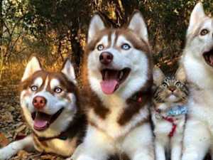 Kitten Raised by Huskies Has a Peculiar Behavior