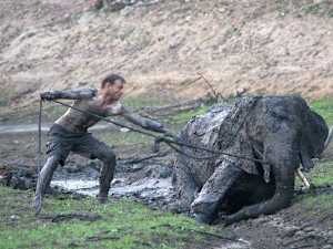 Mama Elephant's Reaction After Man Saved Her Baby