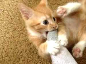 Stop Cuddling with Your Cat, Here's Why