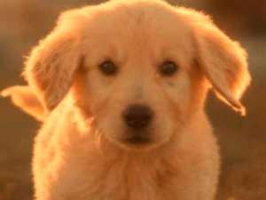 We Will Tell You Your Spirit Animal in Only 20 Questions