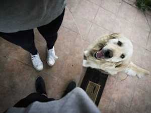 Here's Why Your Dog Follows You Everywhere