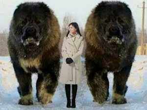 27 Breeds So Loyal Vets Call Them "Velcro Dogs"