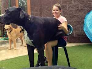 Apparently, These Guys Are Sure They're Still Little Puppies