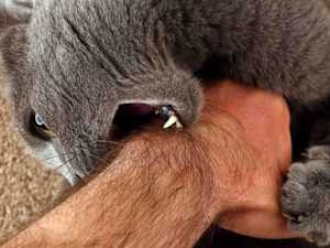 This is What It Means when Your Cat Bites You