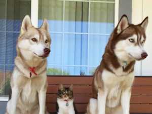 Kitten Raised by Huskies Has a Peculiar Behavior
