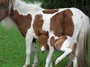 Hilarious Photos of Animal Parents with Their Kids