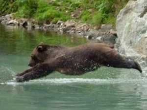 After Rescuing Her Drowning Cubs, This Mama Bear Grabbed This Man