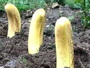 Plant Bananas In Your Garden, Here's What Happens