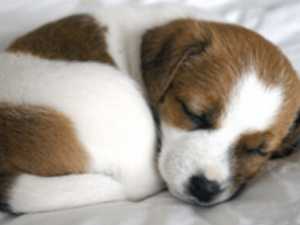 15 Most Peaceful Dogs To Own