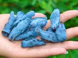 60-second Ritual Rebuilds Your Teeth and Gums (Watch Now)