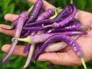 Prostate Problems? Avoid Saw Palmetto and Eat This Instead