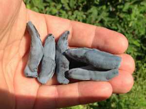 Add This Mineral to Your Toothpaste to Help Regrow Gums