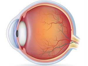 Reset Your Vision! 2022 Harvard Nobel Prize Study Reveals This Breakthrough!