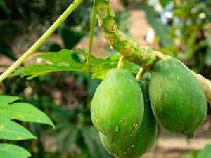 Uncover Tropical Secret to Shedding Unwanted Weight & Belly Fat!