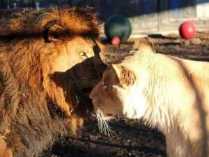 Dying Lion Had No Hope of Survival - but then She Found Love