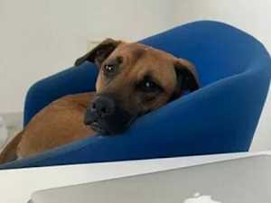 [Gallery] These Loyal Dog Breeds Are Perfect for Lazy People