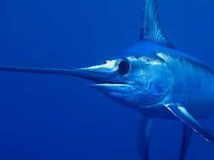 The World's Most Dangerous Creature