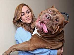 [Gallery] These Loyal Dog Breeds Are Perfect for Lazy People