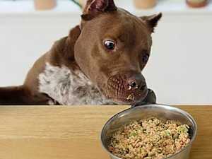 25 Clingy Dog Breeds That Will Never Leave Your Side