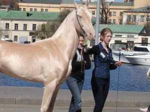 Ranked in Order, Most Interesting Horses in the World
