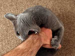 If Your Cat Bites You, Here's What It Really Means