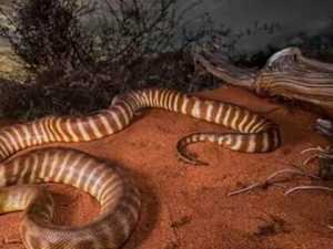 20 Super Dangerous Creatures in the World