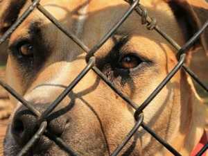 Here's Why Your Dog Follows You Everywhere