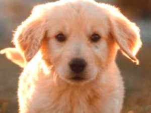 We Will Tell You Your Spirit Animal in Only 20 Questions