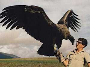 40+ Massive Animals That Grew Larger Than Life