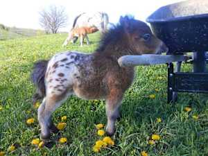 Ranked in Order, Most Interesting Horses in the World