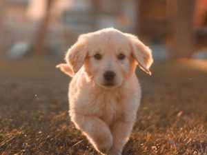 We Will Tell You Your Spirit Animal in Only 20 Questions