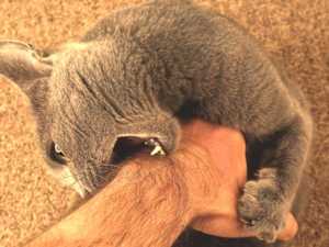 If Your Cat Hisses at You, Here's What It Really Means