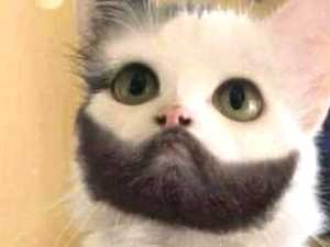 Cats with Absolutely Unique and Hilarious Markings