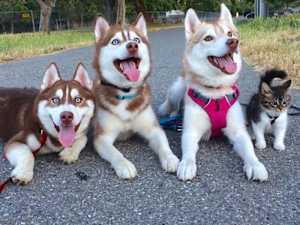Kitten Raised by Huskies Has a Peculiar Behavior
