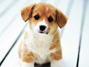 A List of the 15 Most Peaceful Dogs