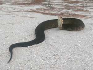 The Animal Most Likely to Kill You in Every State, Texas is Terrifying