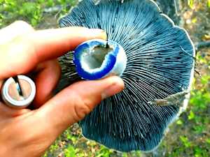 New Scientific Research: "Blue-Antioxidant" 43X Better Than Retinol [Watch Now]