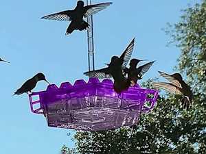 This Hummingbird Feeder Is Taking Local Area By Storm