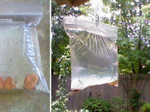 Hang a Bag of Water With Pennies Outside Your Front Door