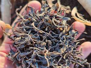 This Food Might Remove Parasites From Your Body - Watch
